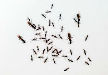 فروش قویترین سم کشنده مورچه